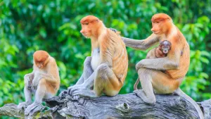Mangrove & Wildlife Cruise Sabah